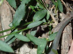 Image de Cyanothamnus polygalifolius