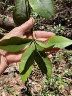 Image of Alyxia ilicifolia subsp. magnifolia (Bailey) P. I. Forster