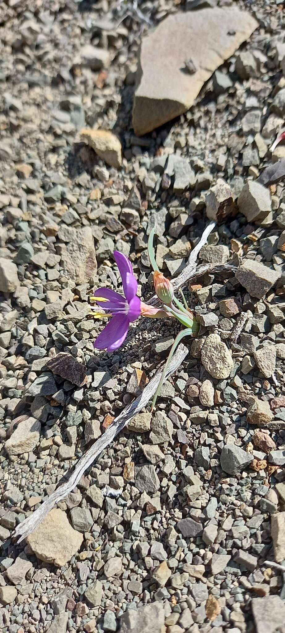 Image of Geissorhiza karooica Goldblatt