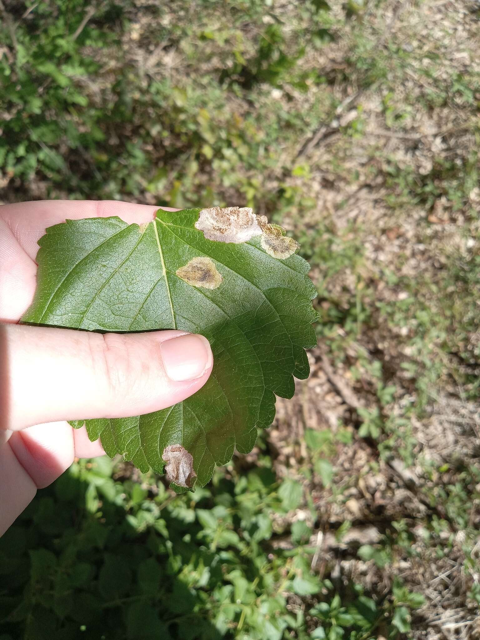 Sivun Calycomyza lantanae Frick 1956 kuva