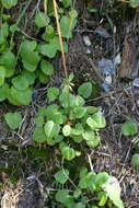 Image of Valeriana fedtschenkoi Coincy