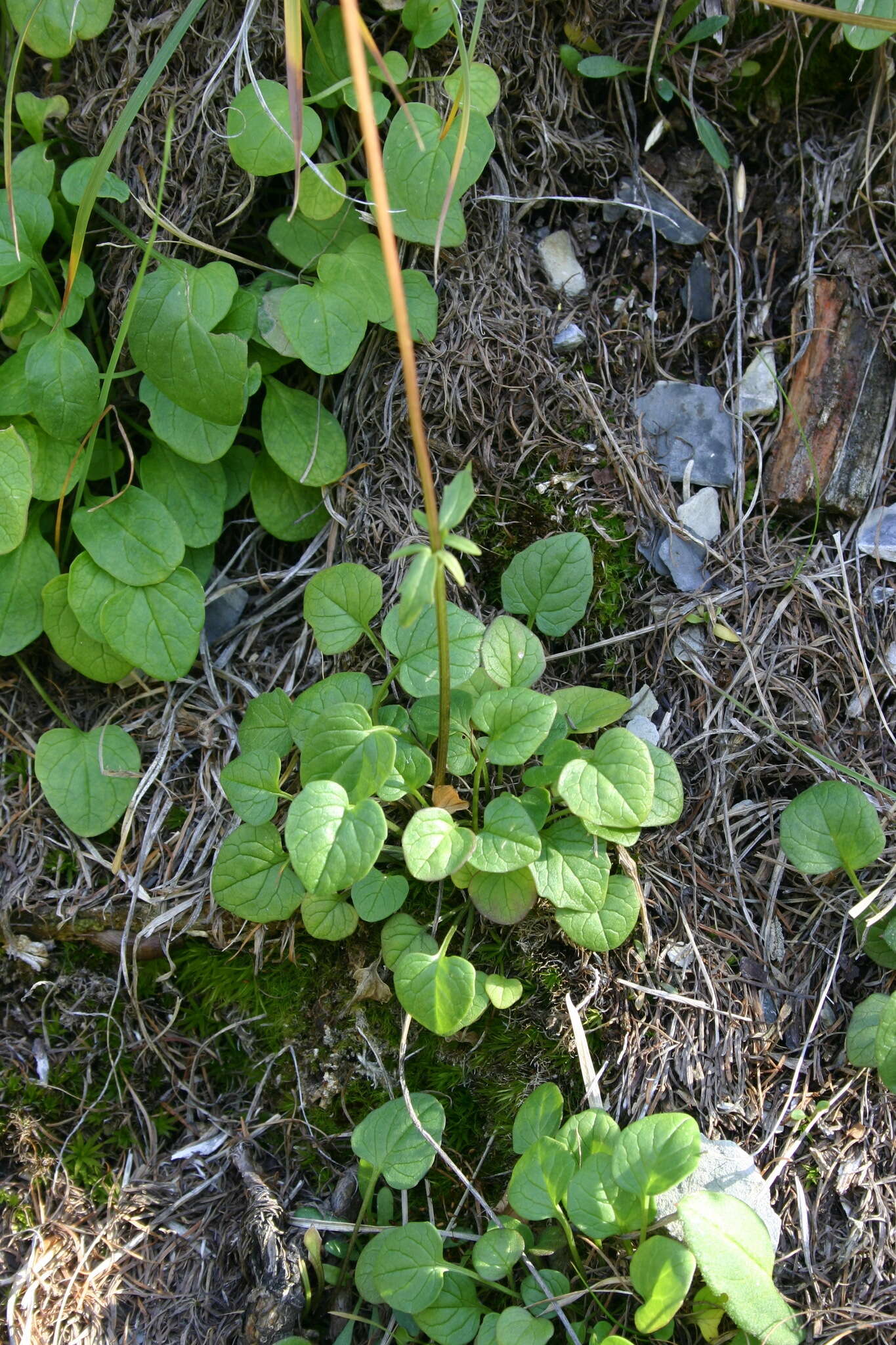 Image of Valeriana fedtschenkoi Coincy