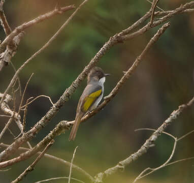 Image of Ashy Bulbul