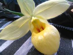 Sivun Cypripedium molle Lindl. kuva