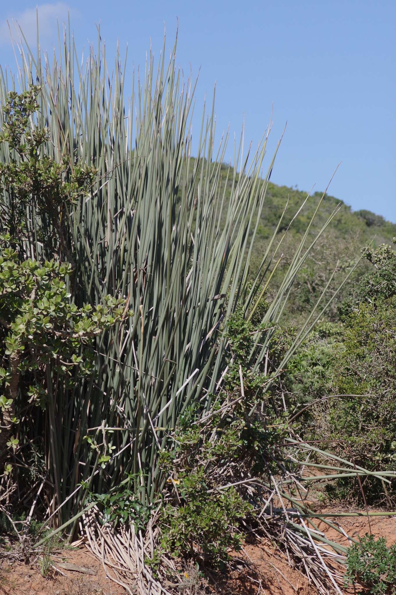 Image of African desert banana