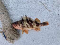 Image of Calico rockfish