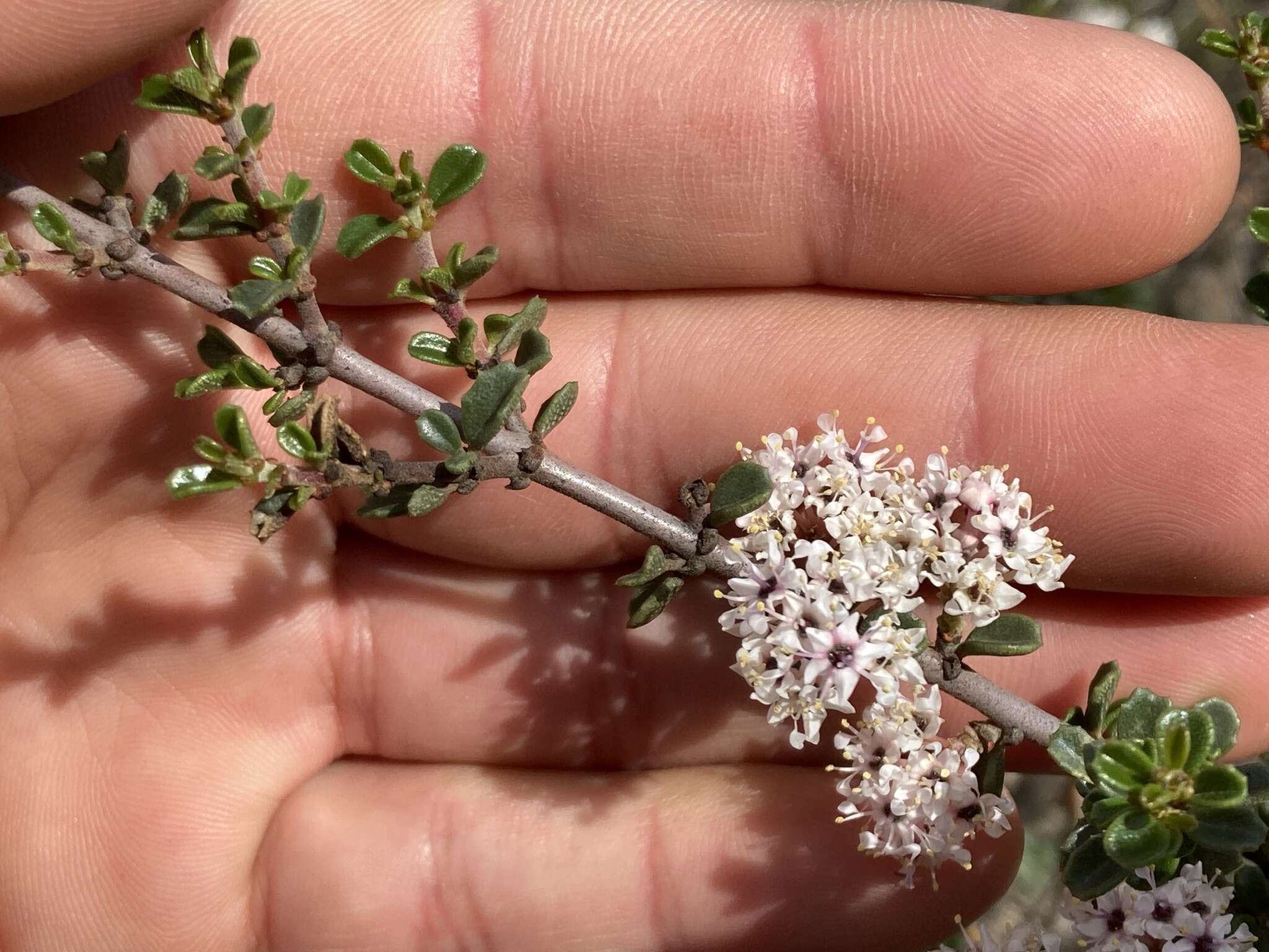 Image of Ceanothus bolensis S. Boyd & J. E. Keeley