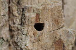 Image of Emerald ash borer