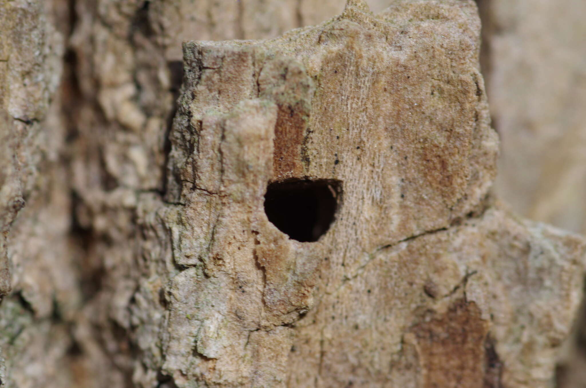 Image of Emerald ash borer