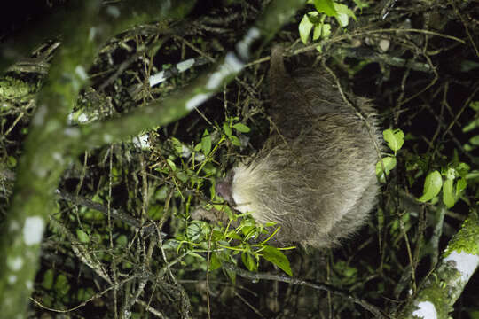 Image of two-toed sloths