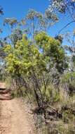 Image of Acacia deanei subsp. paucijuga (F. Muell. ex N. A. Wakef.) Tindale