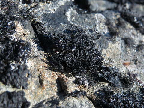 Image of brittle lichen