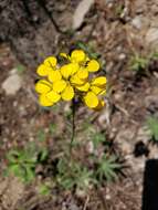 Image of sanddune wallflower