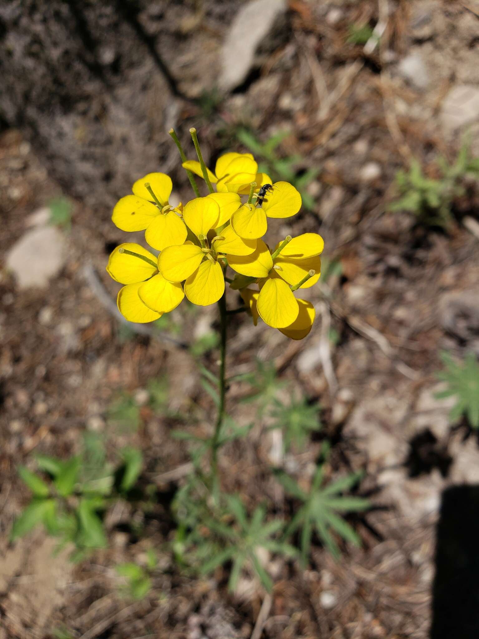 Image of sanddune wallflower