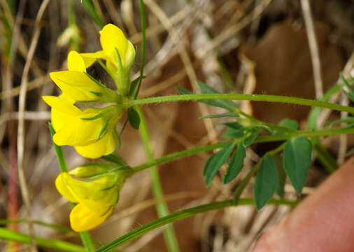 Image of Lotus borbasii Ujhelyi