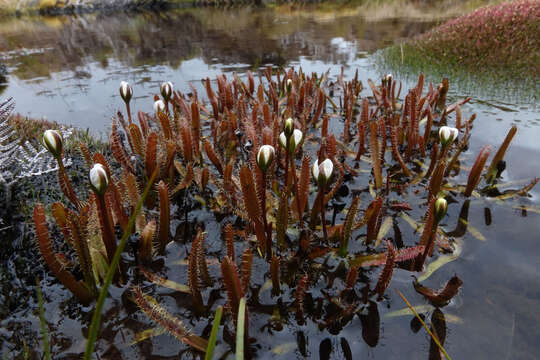 Imagem de Drosera arcturi Hook.