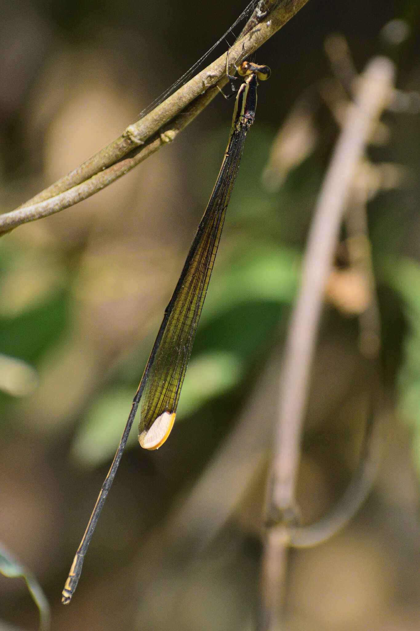 Image of Mecistogaster ornata Rambur 1842