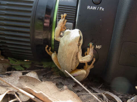 Image of Hyla orientalis Bedriaga 1890