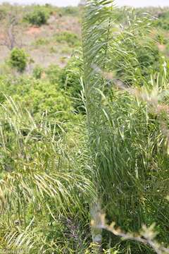 Image of Dypsis madagascariensis (Becc.) Beentje & J. Dransf.