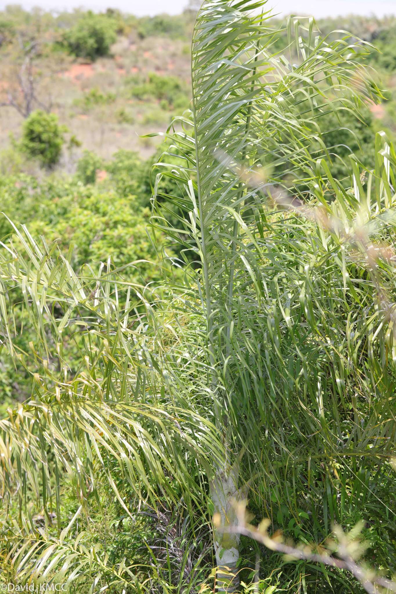 Image of Dypsis madagascariensis (Becc.) Beentje & J. Dransf.