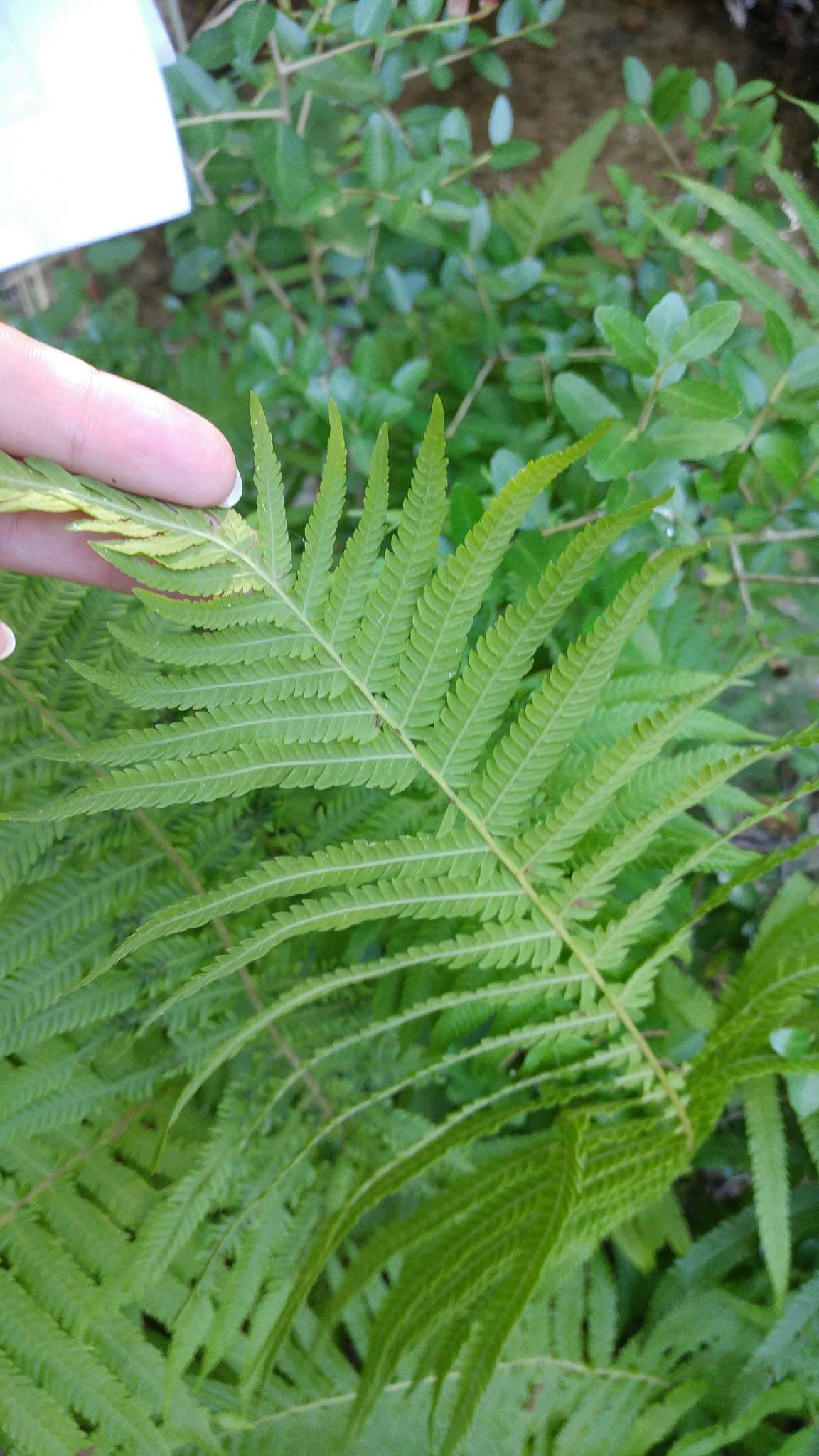 Image of Pelazoneuron ovatum var. lindheimeri (C. Chr.) A. R. Sm.