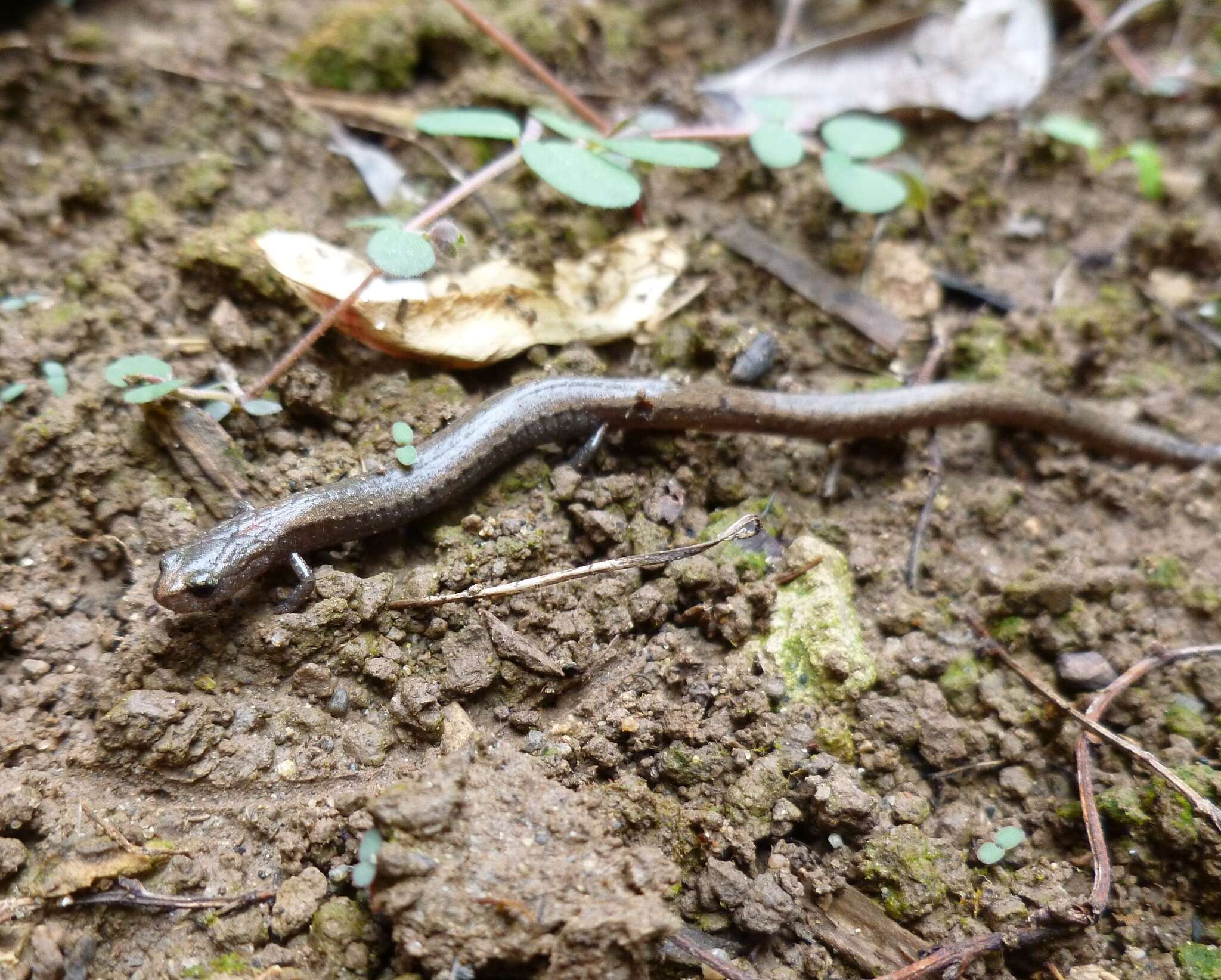 Image of Gregarious Slender Salamander