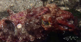 Image of Ken's cuttlefish