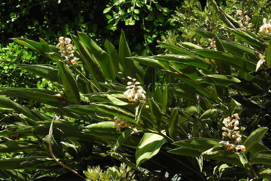 Image of Alpinia koshunensis Hayata