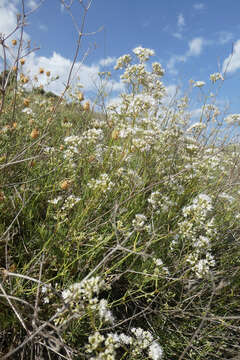 Image of Gypsophila struthium subsp. hispanica (Willk.) G. López González