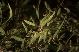 Image of Gorge Mock-olive