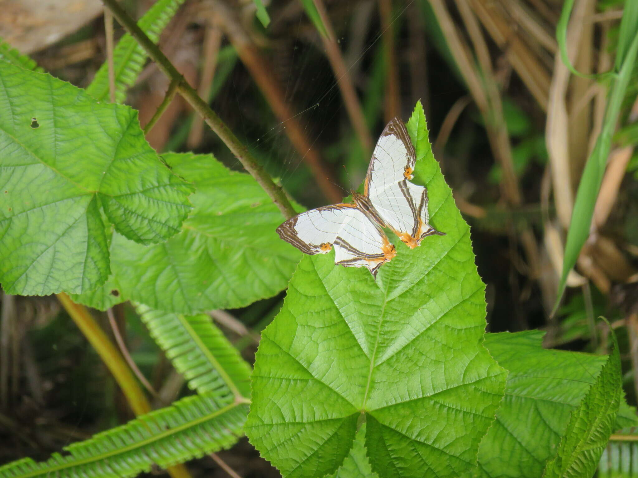 Image of Cyrestis nivea nivalis Felder 1867