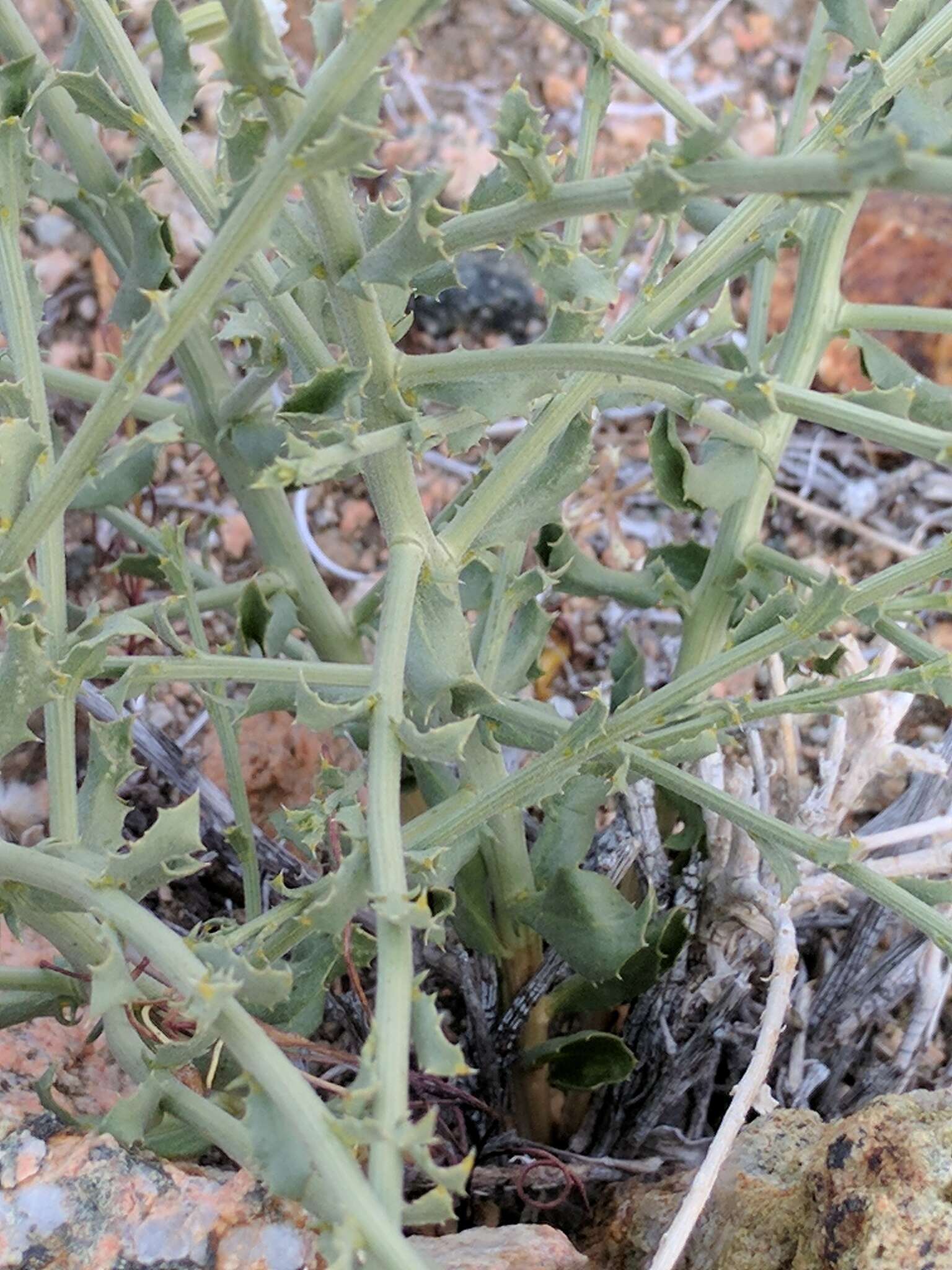 Image of Cooper's dogweed