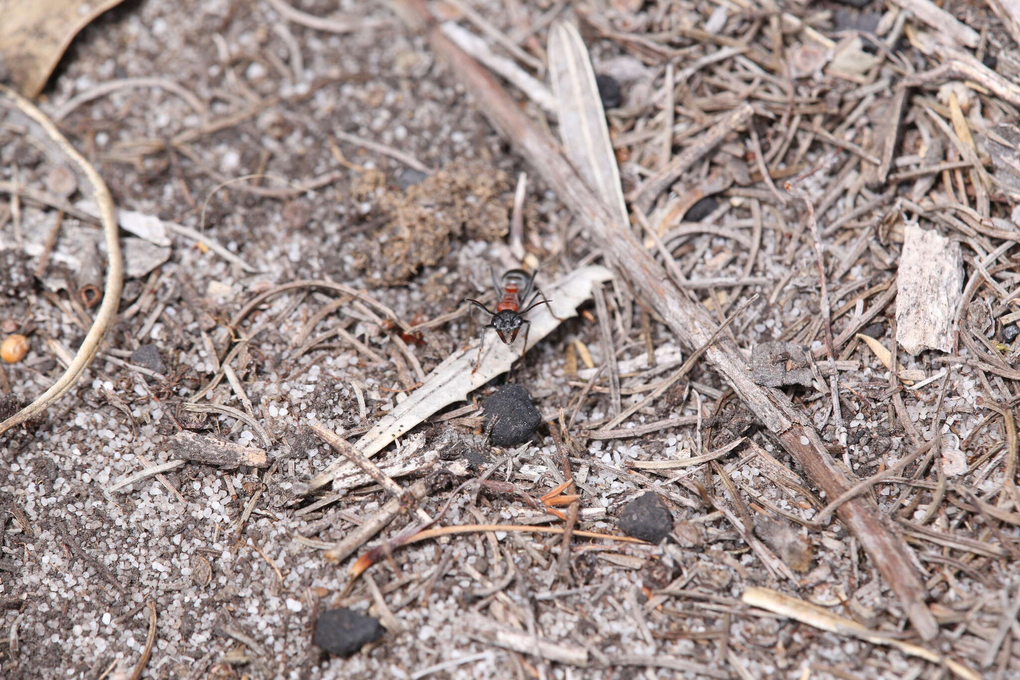 Image of Myrmecia ludlowi Crawley 1922