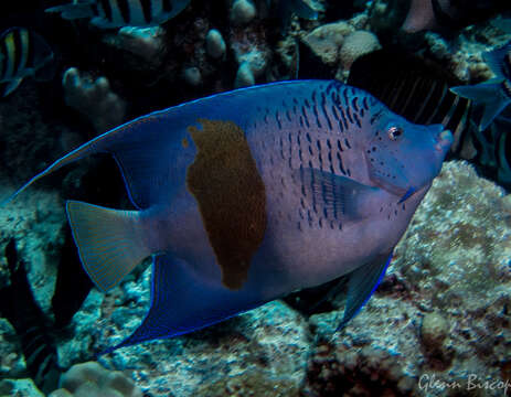 Pomacanthus maculosus (Forsskål 1775) resmi