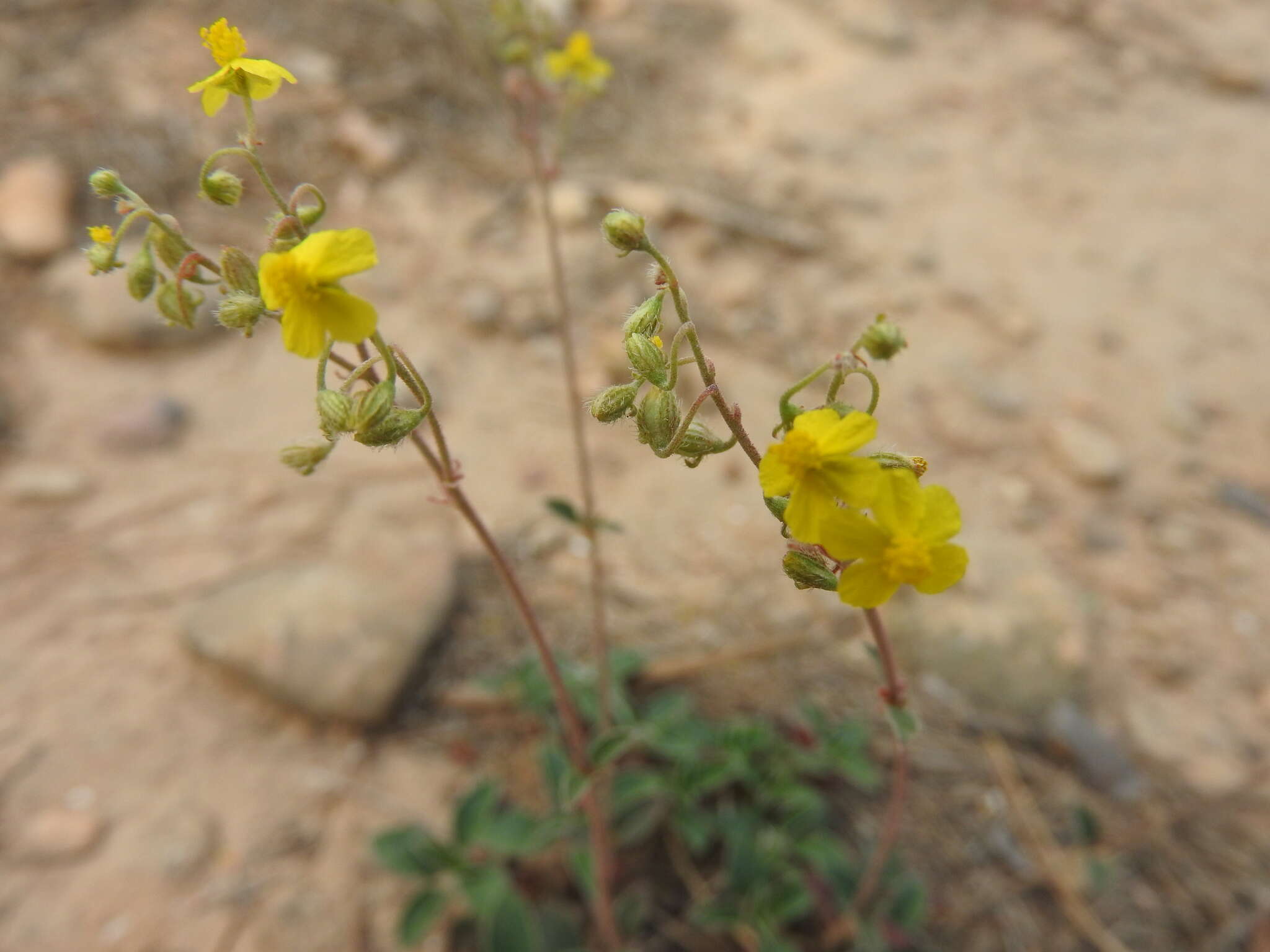 Image of Helianthemum cinereum subsp. rotundifolium (Dunal) Greuter & Burdet