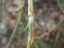 Imagem de Eriastrum sparsiflorum (Eastw.) Mason