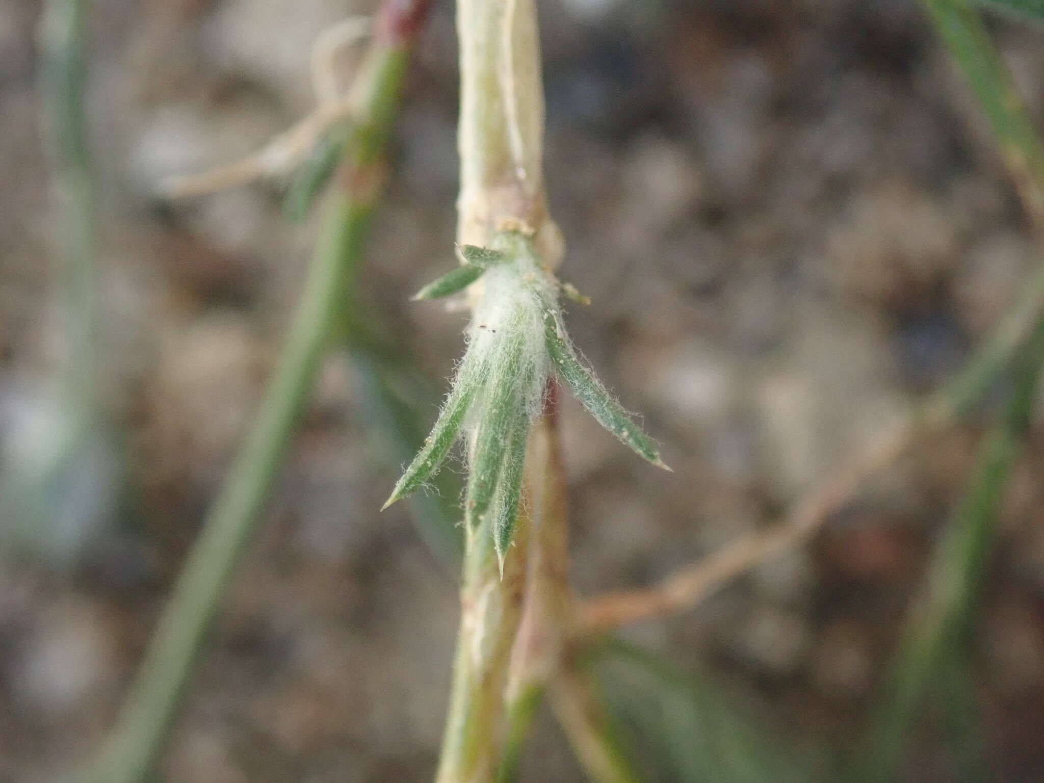 Imagem de Eriastrum sparsiflorum (Eastw.) Mason