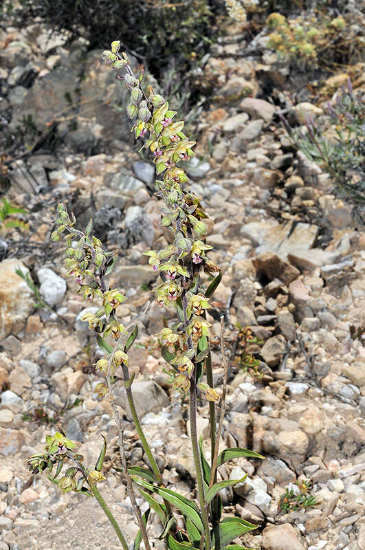 Image of Epipactis kleinii M. B. Crespo, M. R. Lowe & Piera