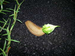 Image of Cuban slug