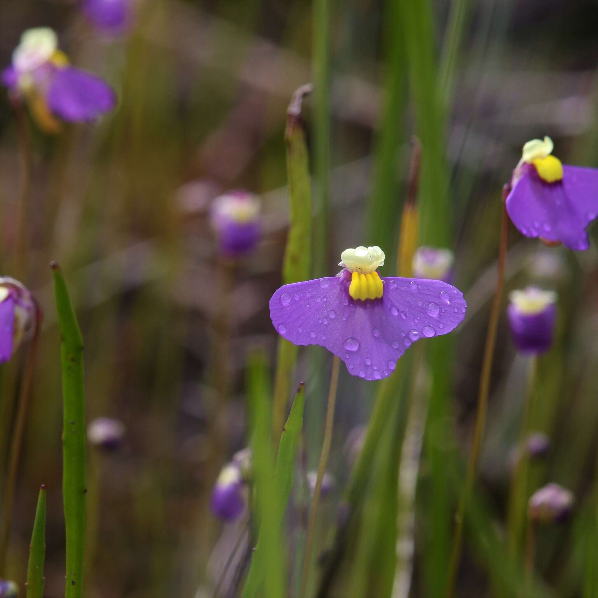 Utricularia benthamii P. Taylor resmi