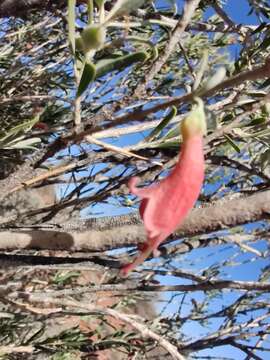 Image of Eremophila youngii F. Muell.