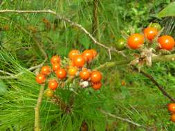 Image of Jamaican Nightshade