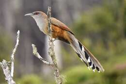 Image of Cuban Lizard-cuckoo