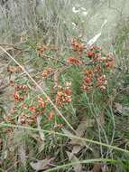 Image de <i>Daviesia ulicifolia</i> subsp. <i>incarnata</i>