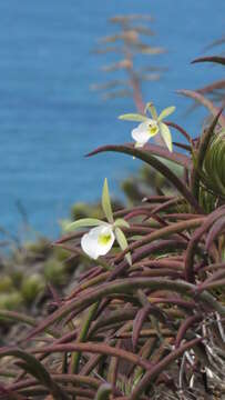 Brassavola tuberculata Hook. resmi