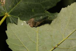 Image of Caloptilia rufipennella (Hübner 1796)