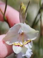 Image of Gladiolus patersoniae F. Bolus