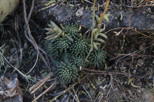 Image of Villadia misera (Lindl.) R. T. Clausen