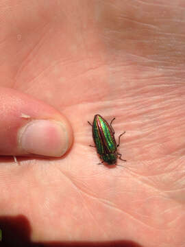 Image of Golden Buprestid