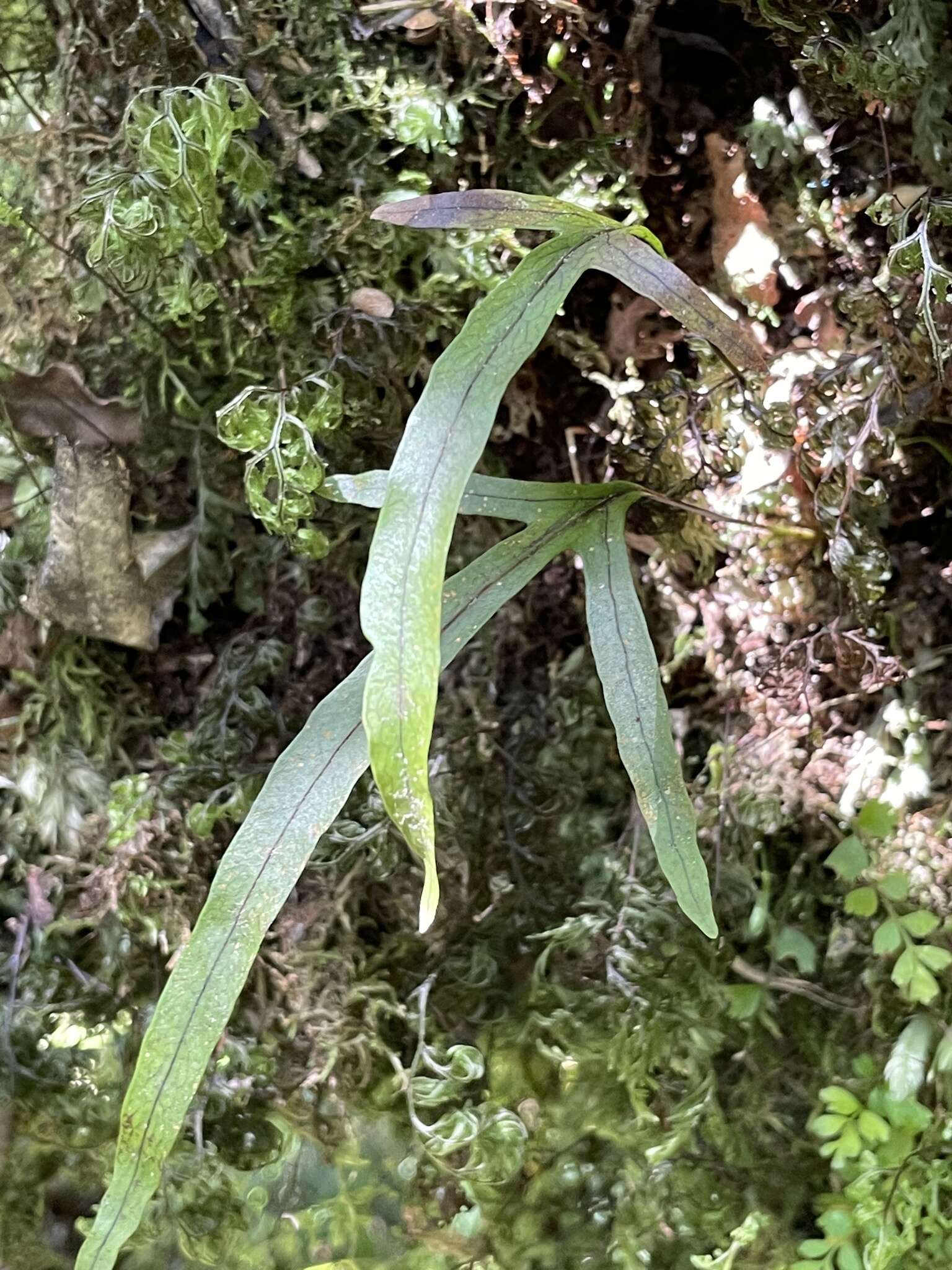 Image of Phymatosorus novae-zealandiae (Bak.) Pic. Serm.